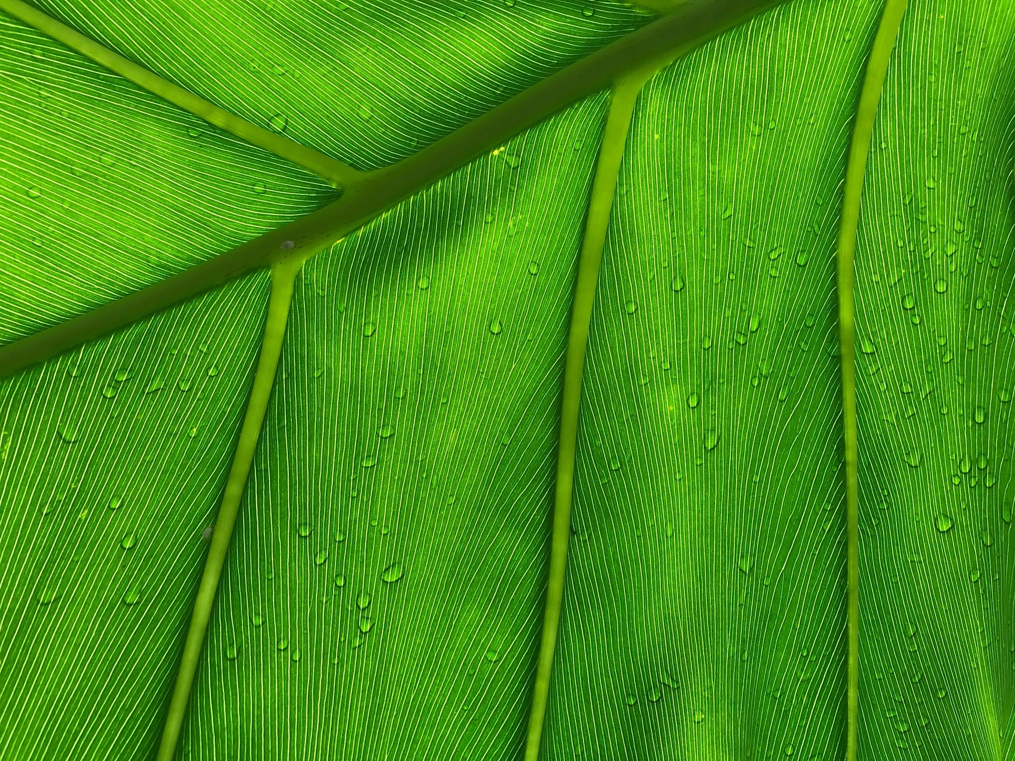 FOCUS ON: CHLOROPHYLL